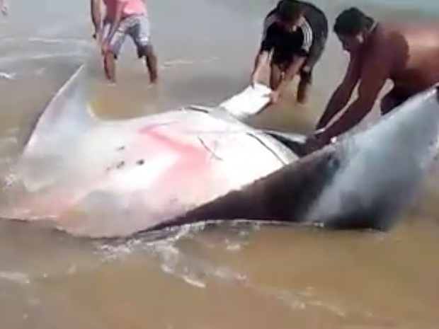 Arraia fica presa em rede de pescadores na Praia da Tartaruga em Búzios e é devolvida ao mar (Foto: Reprodução)
