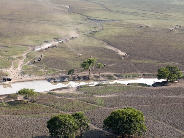 Vista aérea de Reserva Ambiental invadida por búfalos (Foto: Sedam/ Divulgação)