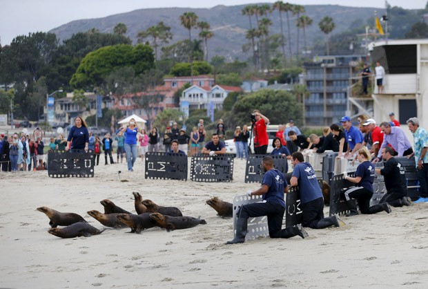  Leões-marinhos são liberados em Laguna Beach, na Califórnia: grupo se recuperou de ataque de cloro  (Foto: Reuters/Mike Blake)