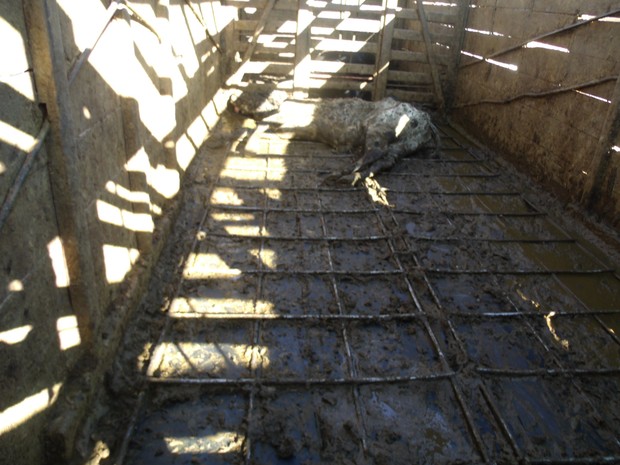 Caminhão onde vacas foram apreendidas em Papagaios (Foto: Polícia Militar/Divulgação) Caminhão onde vacas foram apreendidas em Papagaios (Foto: Polícia Militar/Divulgação)