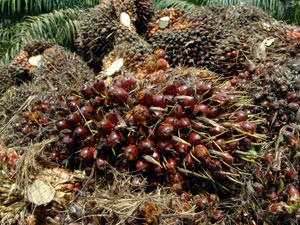 Cultura de palma está em expansão no Brasil; produção de biodiesel estimula crescimento (Foto: Agência Petrobras)