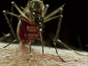 Mosquito Aedes aegypti  (Foto: reprodução GloboNews)