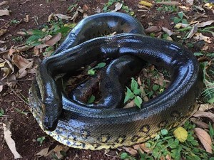 Cobra encontrada em tubulação de água em Cordeirópolis (Foto: Denis Suidedo/Arquivo Pessoal)