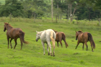 O programa também mostra como manter os cavalos saudáveis (Foto: Reprodução TV Fronteira)