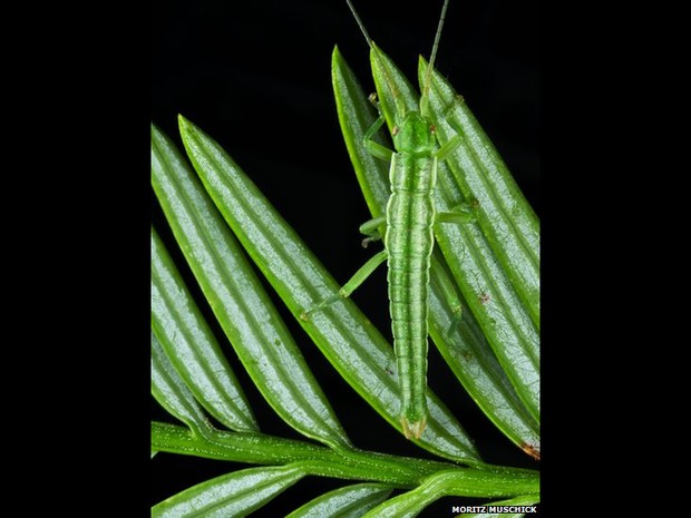 Imagem vencedora mostra a camuflagem do bicho-pau  (Foto: Moritz Muschick)