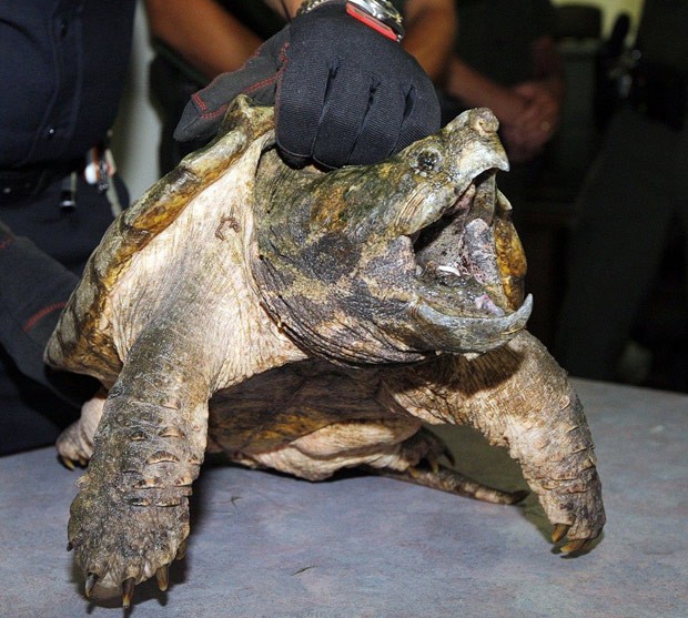 Animal foi resgatado por agentes ambientais  (Foto: Reprodução/Facebook/Suffolk-County Spca)