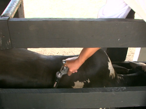 Vacinação contra a febre aftosa (Foto: Reprodução/TV Gazeta)