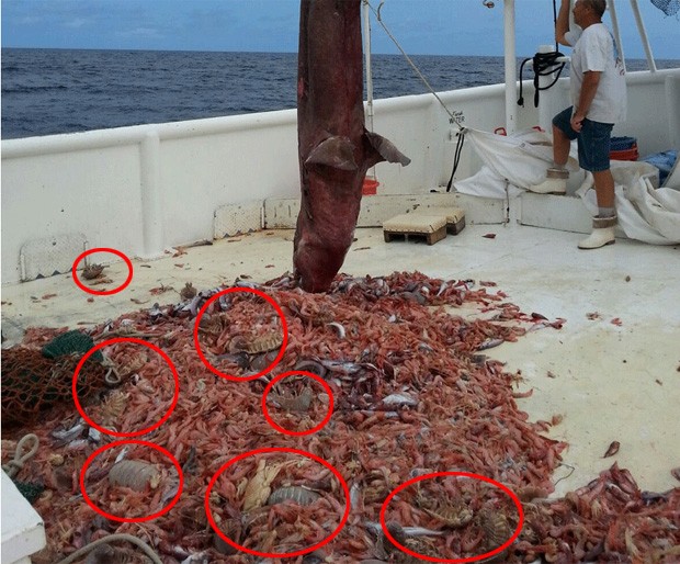 Pesquisadores ficaram intrigados devido à quantidade de 'baratas marinhas gigantes' capturadas junto a tubarão-duende nos EUA (Foto: Divulgação/Carl Moore/NOAA)
