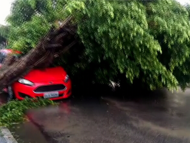 Por causa das chuvas e dos ventos, uma árvore localizada na Rua Manuel Nunes, no Bairro Antônio Bezerra, caiu na via. Ninguém ficou ferido. (Foto: Reprodução/TV Verdes Mares)