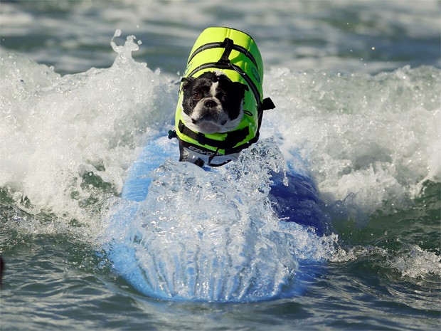 Cachorro participa de campeonato de surfe na Califórnia, nos EUA, neste domingo (29) (Foto: Lucy Nicholson/Reuters)