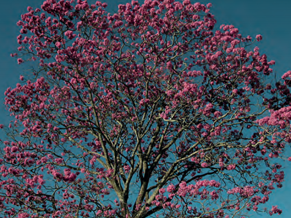 Ipê Roxo (Foto: Arquivo Articulação Pacari)