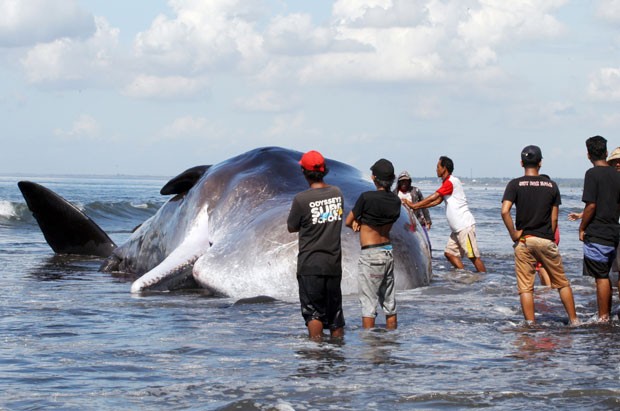 Baleia cachalote foi encontrada morta em praia na Indonésia (Foto: Firdia Lisnawati/AP)