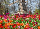 Temporada tem 7 milhões de flores na Holanda (Divulgação/Keukenhof)
