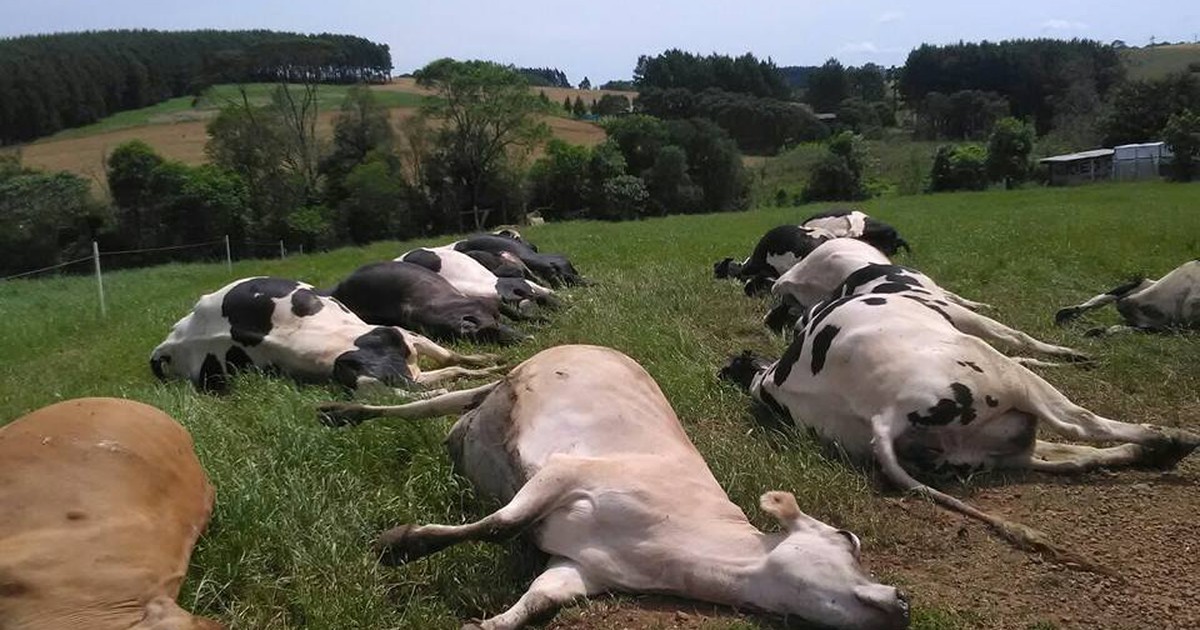 G Vacas Morrem Eletrocutadas Em Propriedade Rural No Oeste De Sc