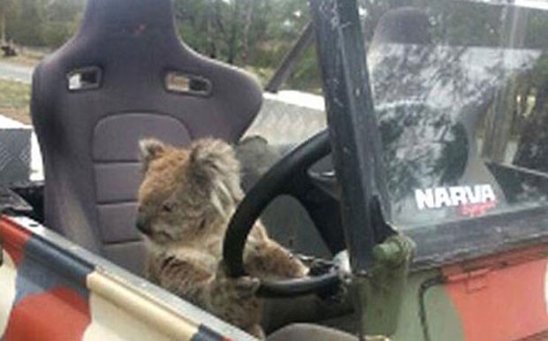 Adolescente flagra coala 'tentando dirigir' Land Rover na Austrália (Foto: Reprodução/YouTube/ABC News 24)