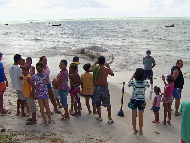 Baleia morta encalha no Litoral Norte de Pernambuco (Foto: Reprodução / TV Globo)