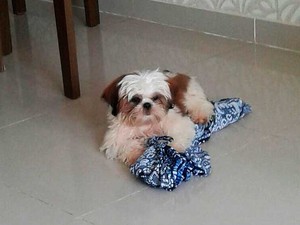 Um dos cãezinhos que está desaparecido na Bahia (Foto: Arquivo Pessoal)