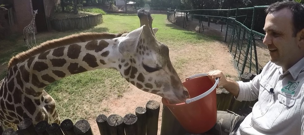 Dieta das girafas consiste em ração especial, frutas e legumes picados, além de folhas (Foto: Zooparque de Itatiba/Divulgação)