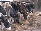 Frísia, na Holanda, é a terra natal da vaca da raça holandesa