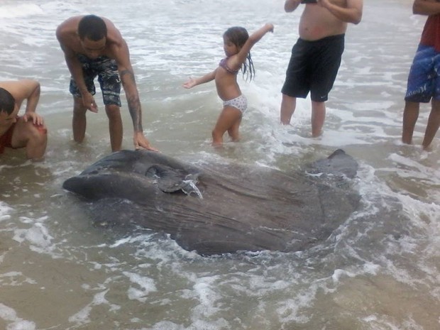 Peixe gigante foi resgatado no domingo (26) e reapareceu morto nesta segunda (27) (Foto: Corpo de Bombeiros de Itapoá/Divulgação)