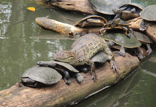 Jacaré 'folgado' é visto sobre tartarugas no zoológico do Rio de Janeiro (Foto: Christiane Voss/VC no G1)