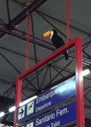 Tucano foi flagrado dentro do aeroporto de Rio Preto (Foto: Fernanda Barakati/colaboração)