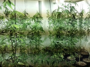 Polícia apreende 82 pés de maconha em residência no litoral de SP (Foto: G1)