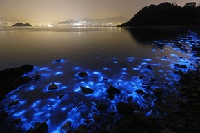 Misteriosas Manchas Fluorescentes Iluminam O Mar De Hong Kong
