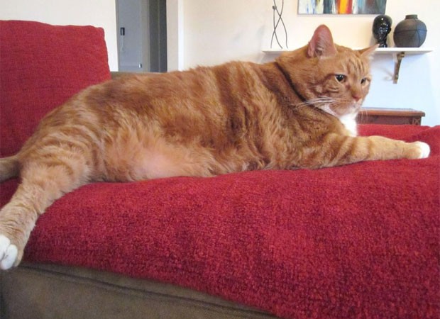 Gato perdeu mais de três quilos desde que foi submetido a uma dieta especial (Foto: Divulgação)