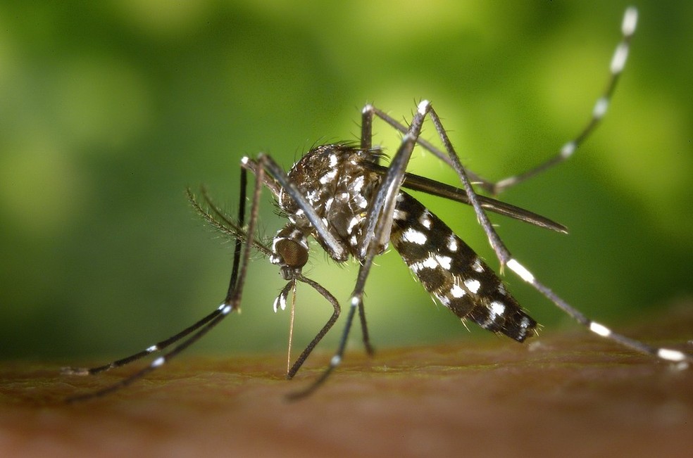 Distrito Federal registrou 3,3 mil casos prováveis de dengue de janeiro até a primeira semana de julho de 2017  (Foto: Divulgação)
