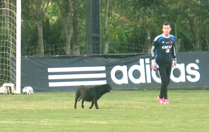 Cachorro treino Flamengo (Foto: Thales Soares)