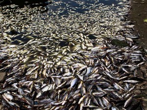 Peixes mortos são encontrados no Rio Piracicaba (Foto: Mateus Medeiros)