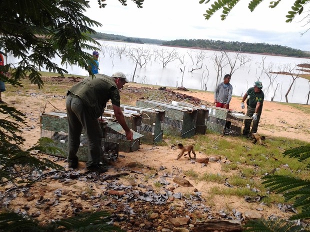 Primeira leva de animais foi solta em área de preservação no PIauí (Fot Rennan Nunes/Tv Clube)