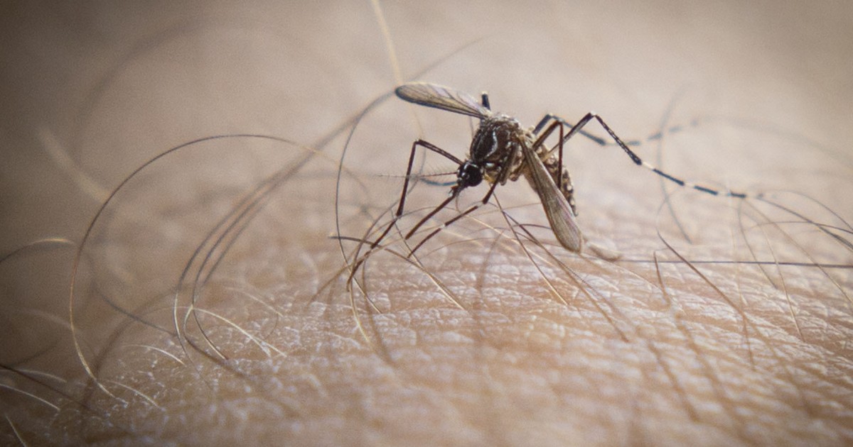 Pesquisa aponta risco de nova epidemia de dengue em Taubaté, SP - Globo.com