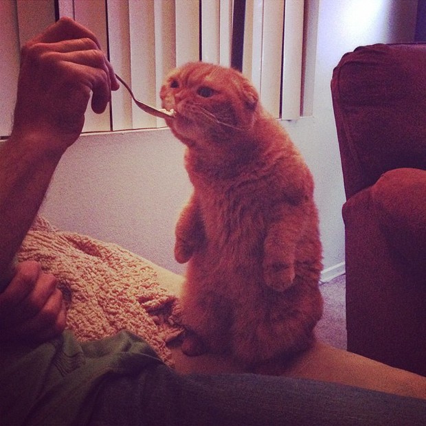 Gato foi flagrado em 'pose adorvel' enquanto tomava sorvete de colher junto com o dono (Foto: Reproduo/Imgur/NoGoddamnNamesLeft)