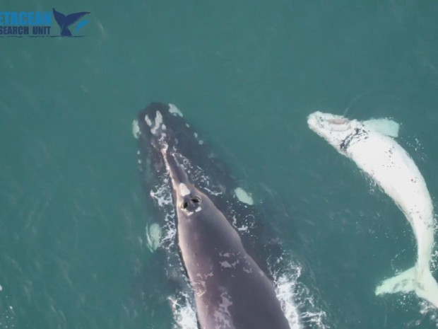 Animal foi avistado com a ajuda de um drone (Foto: BBC)