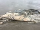 Carcaça de baleia é achada na Vila Mirim em Praia Grande, SP
