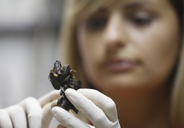 Pesquisadora Marcela Uliano da Silva manipula um exemplar de mexilhão-dourado (Foto: AP Photo/Leo Correa)