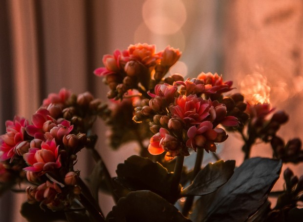 A Calandiva também é conhecida como flor-da-fortuna (Foto: Pexels / Irina Iriser Follow Message / CreativeCommons)