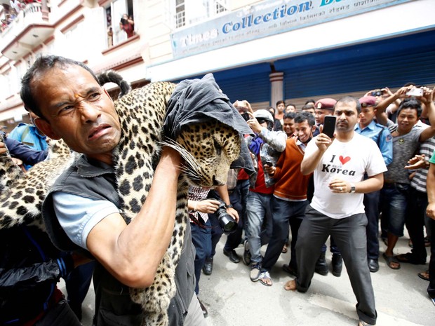 Equipe removeu o leopardo após tranquilizá-lo em uma casa de Catmandu, no Nepal (Foto: Navesh Chitrakar/Reuters)