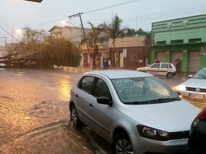 Árvore caiu na Av Geraldo Atayde (Foto: Wesley Danilo)