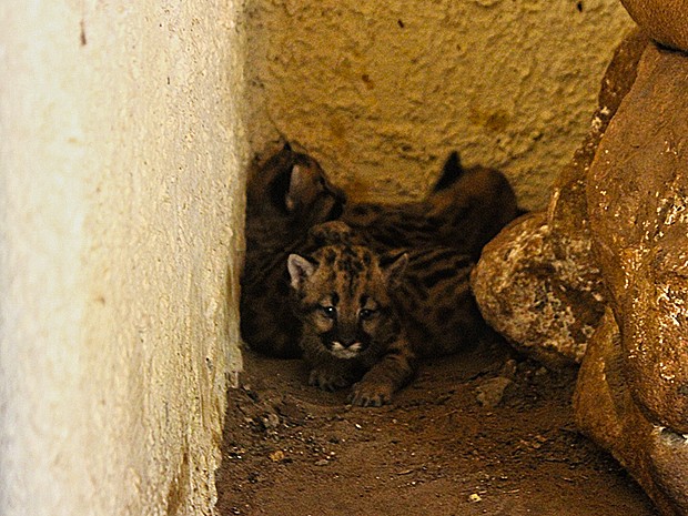 Espécie onça-suçuarana está ameaçada de extinção (Foto: Gustavo Almeida/G1)