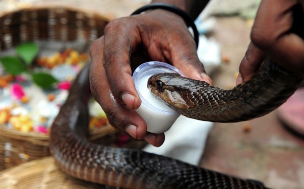 Indiano dá leite a cobra em festival em Allahabad neste domingo (11) (Foto: Sanjay Kanojia/AFP)