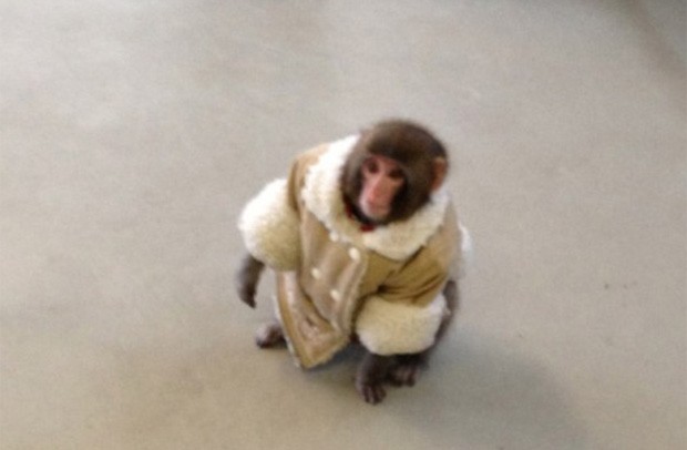 Animal foi visto andando pela loja vestido em seu casaco favorito (Foto: Reprodução/Twitter)