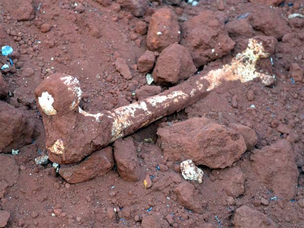 Suposto osso humano em escavação em cemitério de Ribeirão Preto, SP (Foto: Clayton Castelani/ G1)