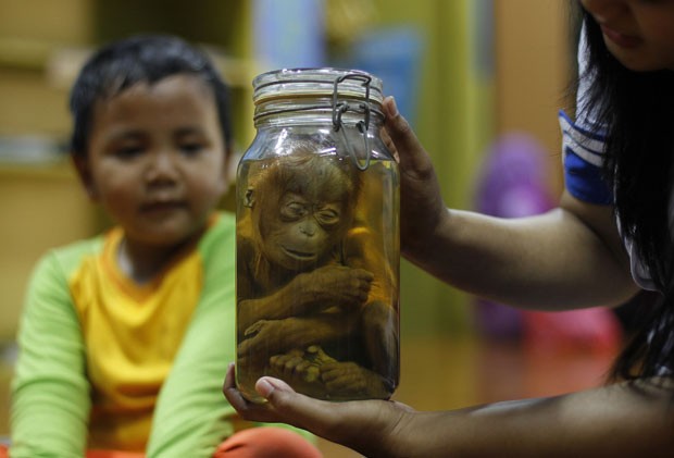 Feto preservado de orangotango é apresentado a crianças na Indonésia (Foto: Beawiharta/Reuters)