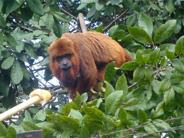 Macaco que fugiu do zoológico dá trabalho para ser capturado em Varginha. (Foto: Fátima Beneton)