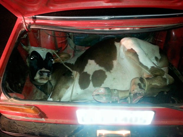 Animal estava amarrado no porta-malas de carro na BR-386 (Foto: Divulgação/PRF)