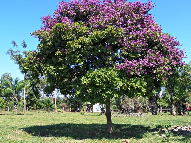 No mesmo período no ano passado, a árvore chegou a ficar com algumas partes roxas  (Foto: Val Sales/Arquivo pessoal)