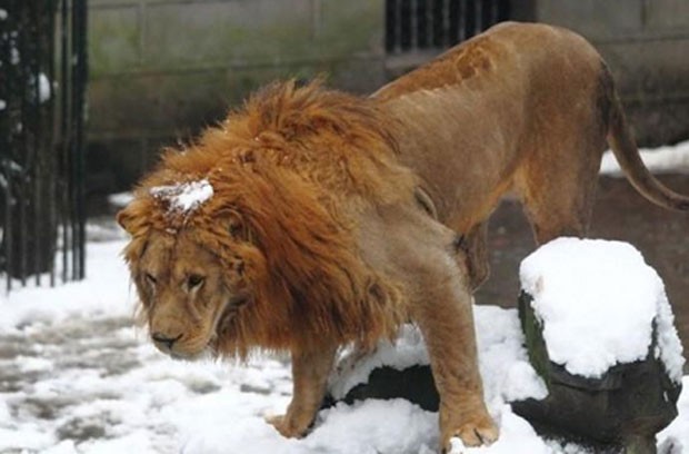 Turistas jogaram bolas de neve nos leões (Foto: Reprodução)